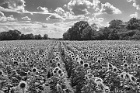 Sunflower Field by Daniel Chatham Blue Ribbon (1st Place) and Best in Show B&#38;W